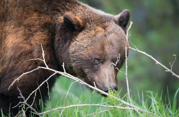 Grizzly bear in the wild