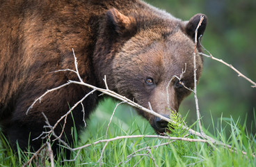 Grizzly bear in the wild