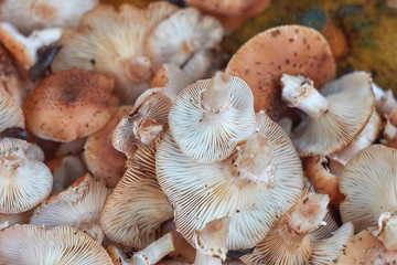 Honey Agaric mushrooms background. Close-up of mushrooms Armillaria.