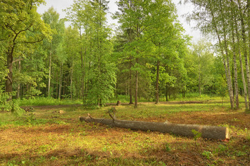 Beautiful forest landscape.
