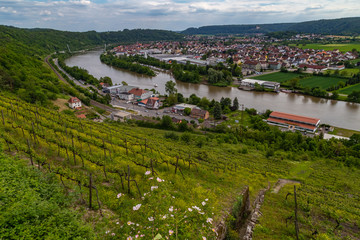 Naklejka premium yellow blooming vineyards and a castle at the river Neckar in Germany