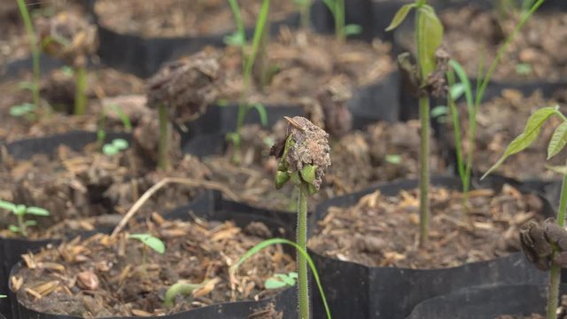 Young Cocoa tree Growing on the farm.