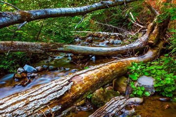 Logs over Creek 