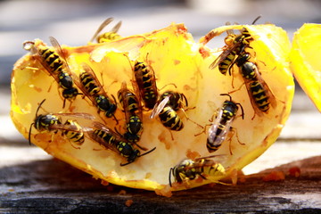 Wespen auf einem Apfel essen das Fruchtfleisch. Es besteht Gefahr durch einen Wespenstich.