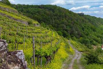 yellow blooming vineyards and a castle at the river Neckar in Germany