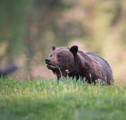 Grizzly bear in the wild