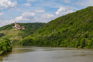 Obraz premium yellow blooming vineyards and a castle at the river Neckar in Germany