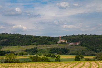 Fototapeta na wymiar yellow blooming vineyards and a castle at the river Neckar in Germany