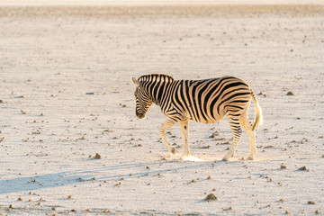 Fototapeta na wymiar Zebra in the desert