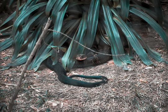 black python