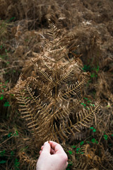 Close-up of a hand holding a dry fern leaf in the forest