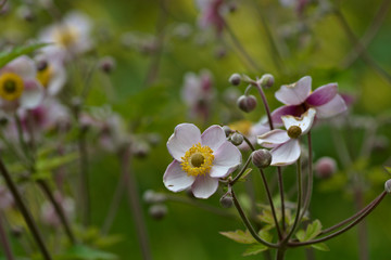 Beatiful meadow flowers