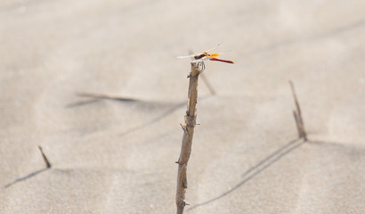 Close up of a red dragonfly on the beach, with sand background