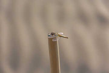 Close up of a dragonfly on the beach.