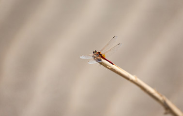 Close up of a red dragonfly on the beach, with sand background