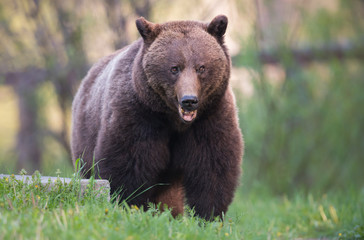 Fototapeta premium Grizzly bear in the wild