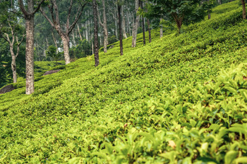 Fototapeta na wymiar Tea plantations in the mountains Sri Lanka. Beautiful landscape of nature Nuwara Eliya