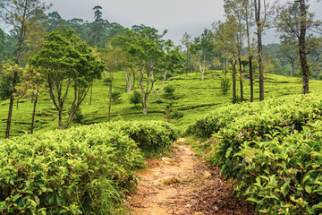 Naklejka premium Tea plantations in the mountains Sri Lanka. Beautiful landscape of nature Nuwara Eliya