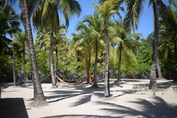 hammocks on the coconut tree to sleep