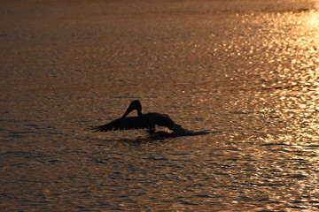 Trempette pour un pelican