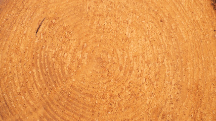 Hintergrundbild Holzstamm in Nahaufnahme 