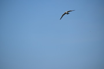 M&ouml;we an der Ostsee