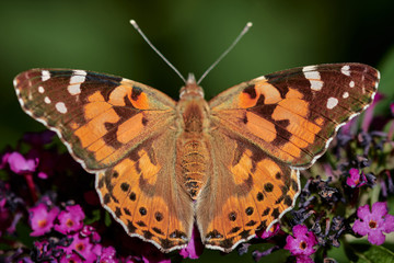 Closeup of a painted lady butterfly (Vanessa cardui) on a summer lilac