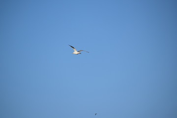 Möwe an der Ostsee