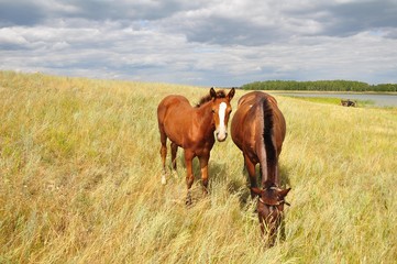 Obraz premium horses grazing in field