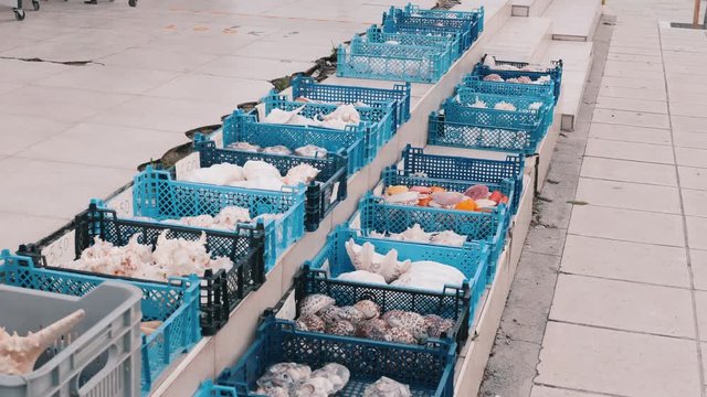 Fishmarket blue baskets with seashells, oysters, sea stars, shells, cockleshell, mollusk souvenirs 