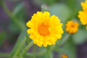 yellow flower in the garden