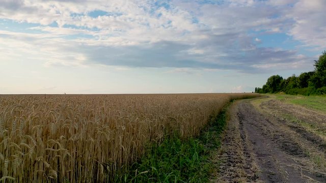 4k Aerial video view from a height, fields with ripe gold-colored wheat