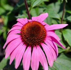 A close view of the bright pink flower on a sunny day.
