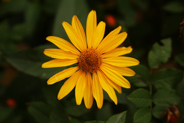 yellow flower