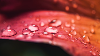 macro picture of water drops on leafs