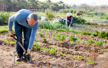 Man  professional horticulturist using  garden shovel at  land with green seedling