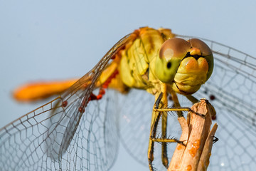 Allphotokz Dragonfly 20190723 0786 D810