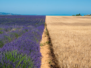 France, jul 2019: Fields of wheat and lavender in Provence. Magnificent summer landscape. Natural cosmetics, aromatherapy, agriculture.