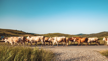Cows in the middle of a field