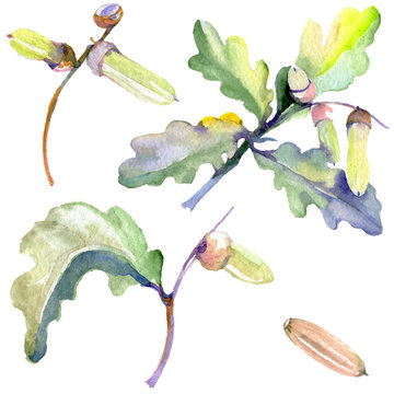 Forest acorn green leaf and nut. Watercolor background illustration set. Isolated oak illustration element.