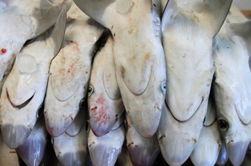 Baby shark on sale in Dubai, UAE