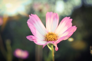 Beautiful Cosmos and Zinnias in Garden, selective Soft Focus with sun beams