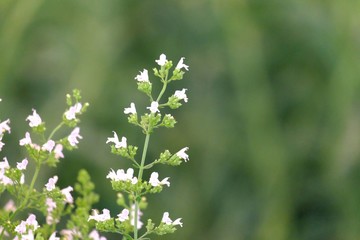 A bouquet of small white flower blossom in a garden with blurred green nature background
