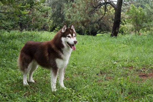 husky siberiano caminando en el bosque	