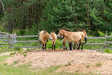 Wildpferde
