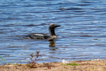 Loon swimming close to a beach in lake Saimaa in Finland. Sunny weather. Picture captured with long tele lens.