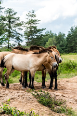 Wildpferde
