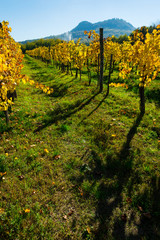 Naklejka premium yellow grape leaves at vineyard, october, St George hill at background