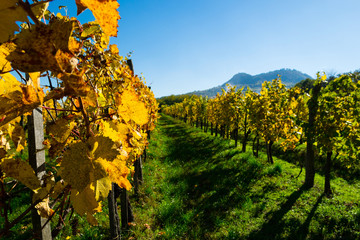 Naklejka premium yellow grape leaves at vineyard, october, St George hill at background
