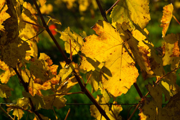 yellow grape leaves on young vine plants, october